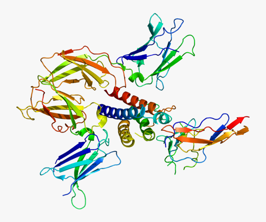 Image Of The Il2rg Protein Discissed In The Text - Common Gamma Chain Protein, HD Png Download, Free Download