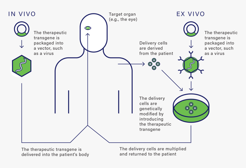 Diagram, HD Png Download, Free Download