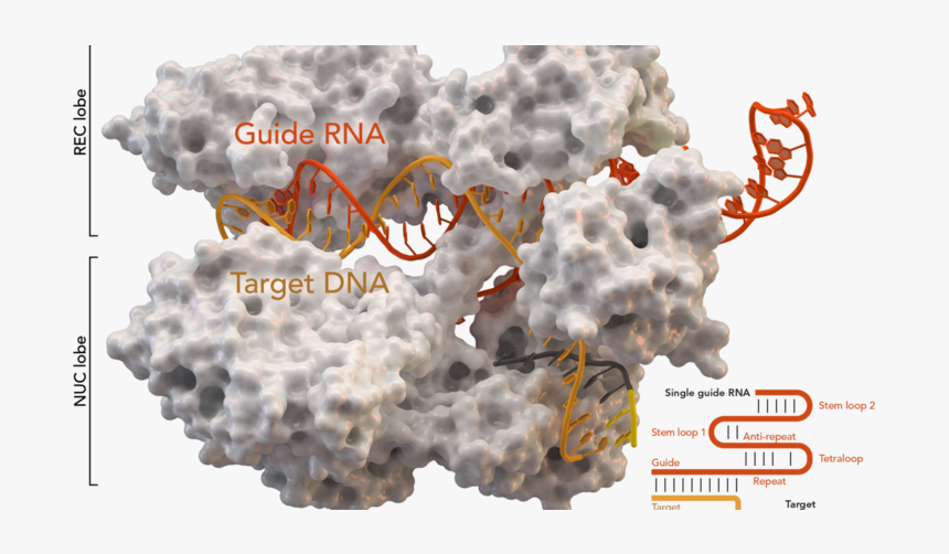 Crispr Cas9 Molecule, HD Png Download, Free Download