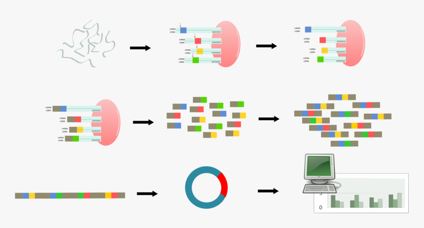 Area,text,diagram - Dna Sage Serial Analysis Of Gene Expression, HD Png Download, Free Download