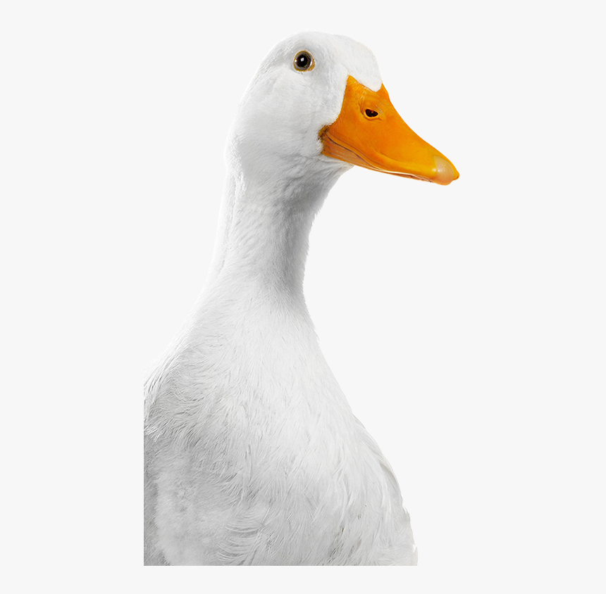 Duck, HD Png Download, Free Download