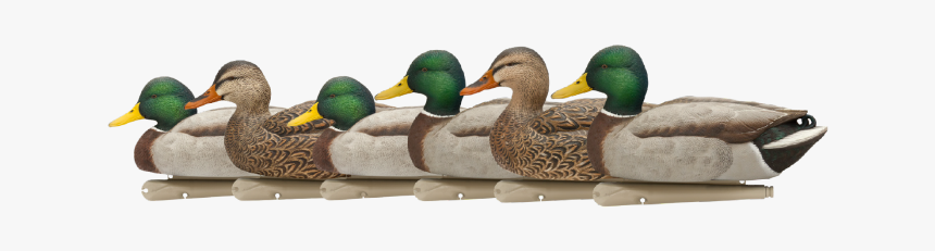 Avian X Top Flight Open Water Mallards, - Avian X Topflight Mallards, HD Png Download, Free Download