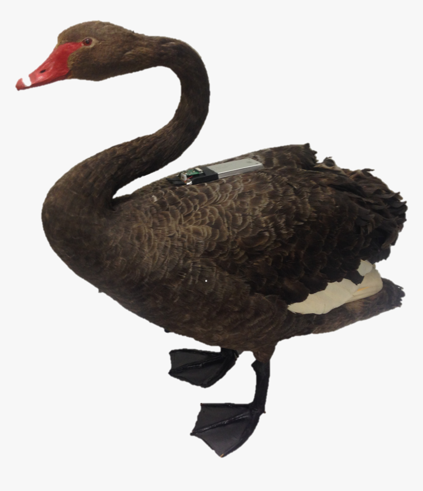 Birds Ecology Ng Tahi - Black Swan, HD Png Download, Free Download