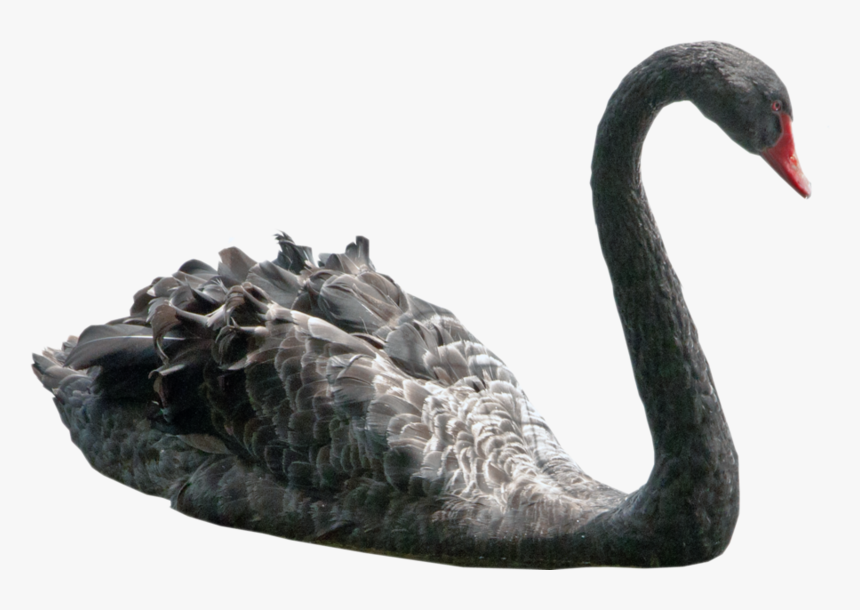 Swan Picture - Black Swan Png, Transparent Png, Free Download