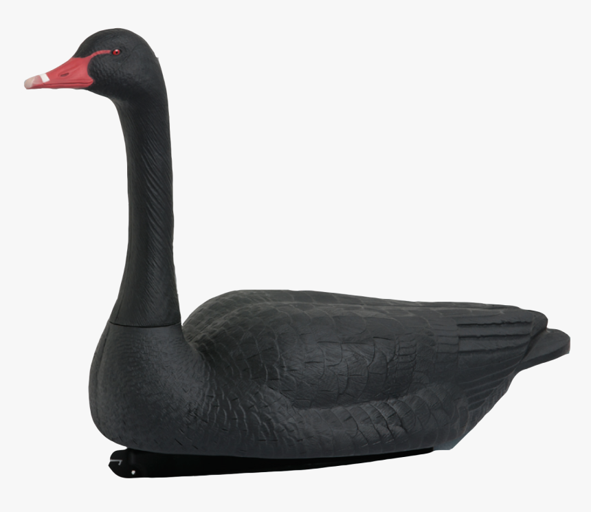 Black Swan, HD Png Download, Free Download