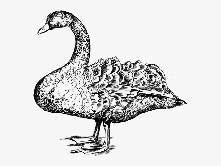 Goose, HD Png Download, Free Download