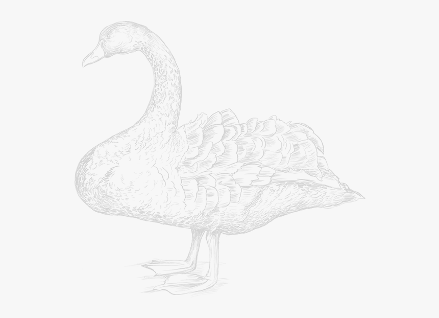 Goose, HD Png Download, Free Download