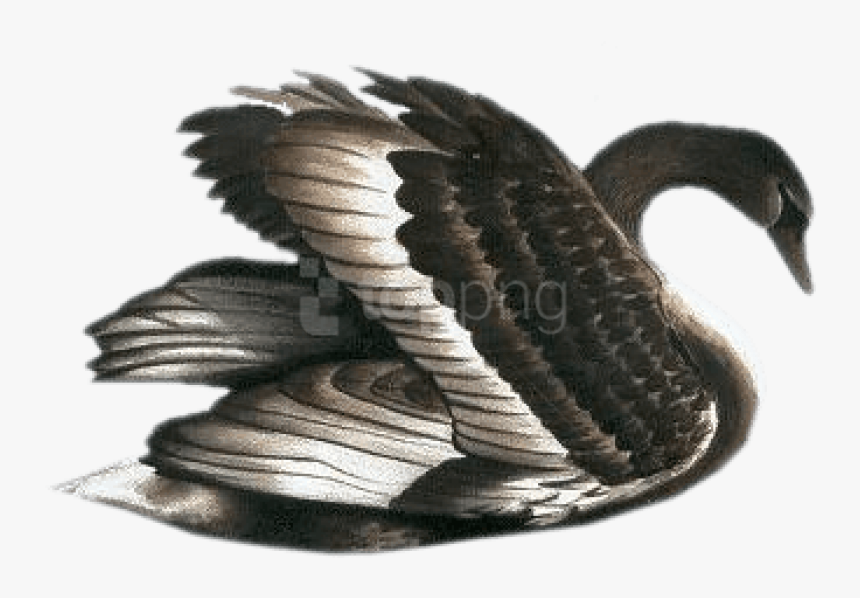 Black Swan Png, Transparent Png, Free Download