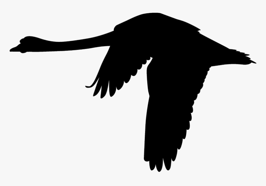 #mq #black #swan #silhuette - Flying Black Swan Png, Transparent Png, Free Download