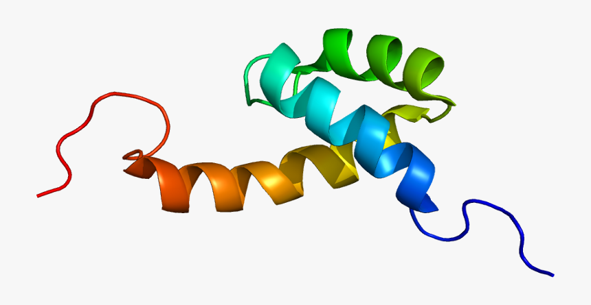 Protein Hop Pdb 2hi3 - Hopx Protein, HD Png Download, Free Download