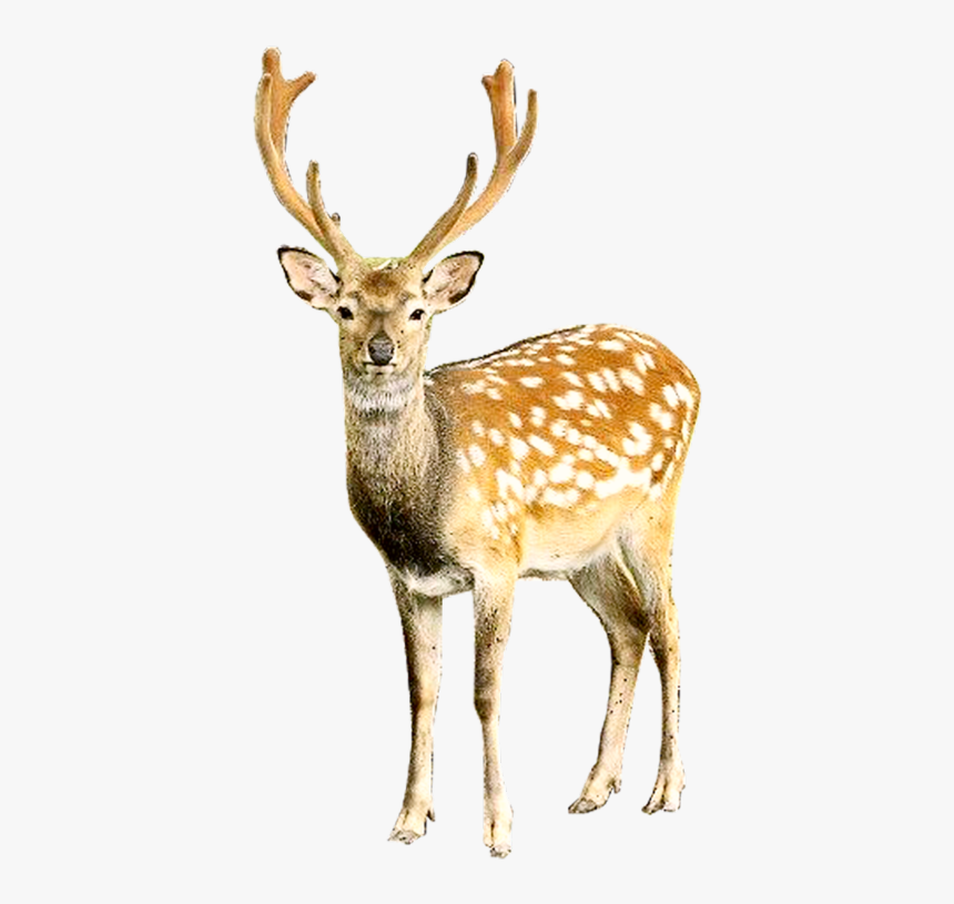 Deer Png, Transparent Png, Free Download