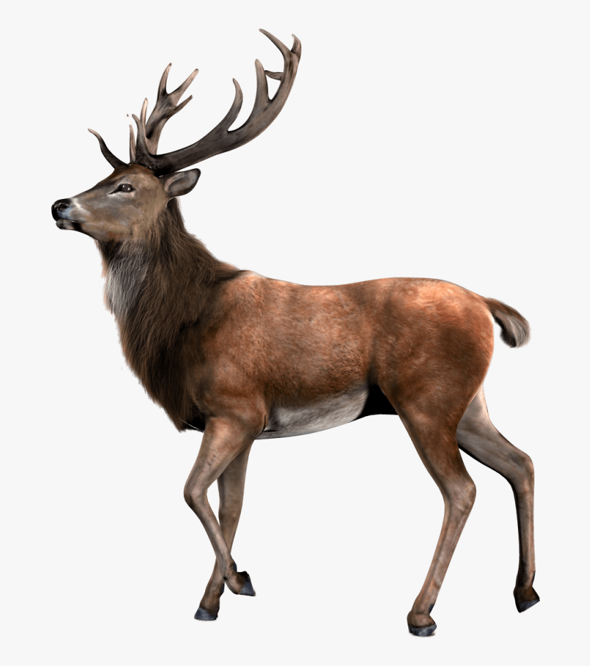 Elk Png, Transparent Png, Free Download