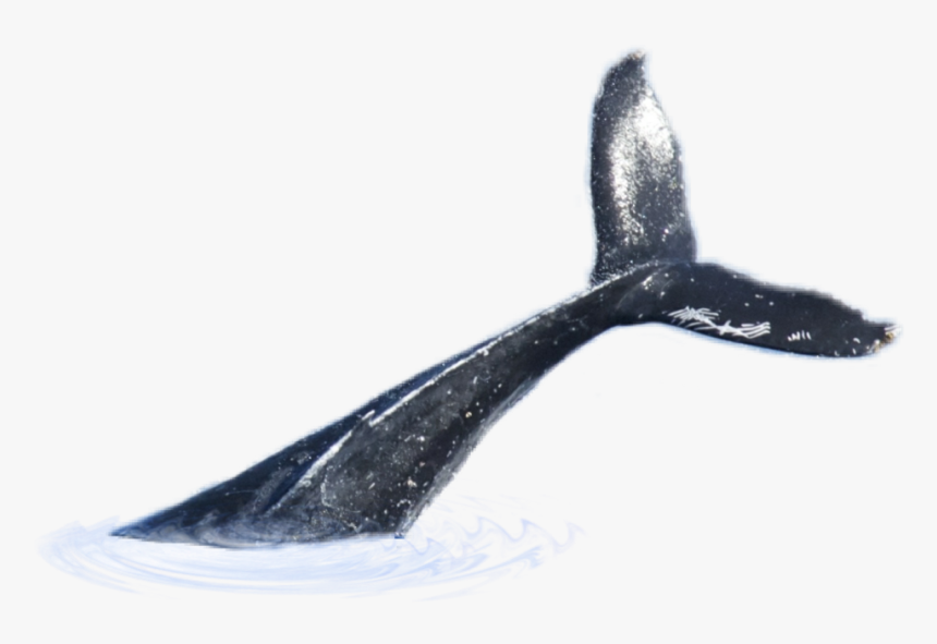 #whale #tail - Whale Tail Png, Transparent Png, Free Download