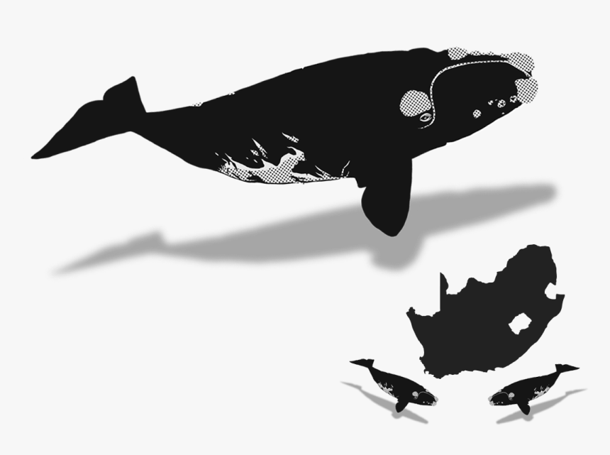 Southern Right Whale Silhouette, HD Png Download, Free Download