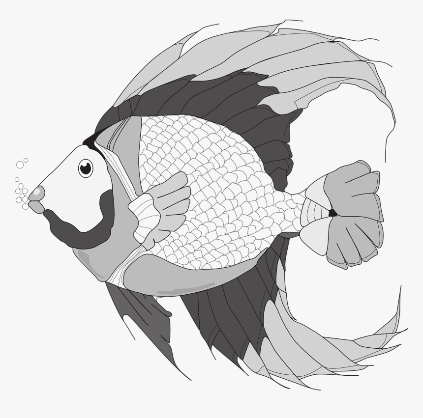 Fish Fish Illustration Black And White Fish Free Photo - Gambar Ilustrasi Ikan, HD Png Download, Free Download