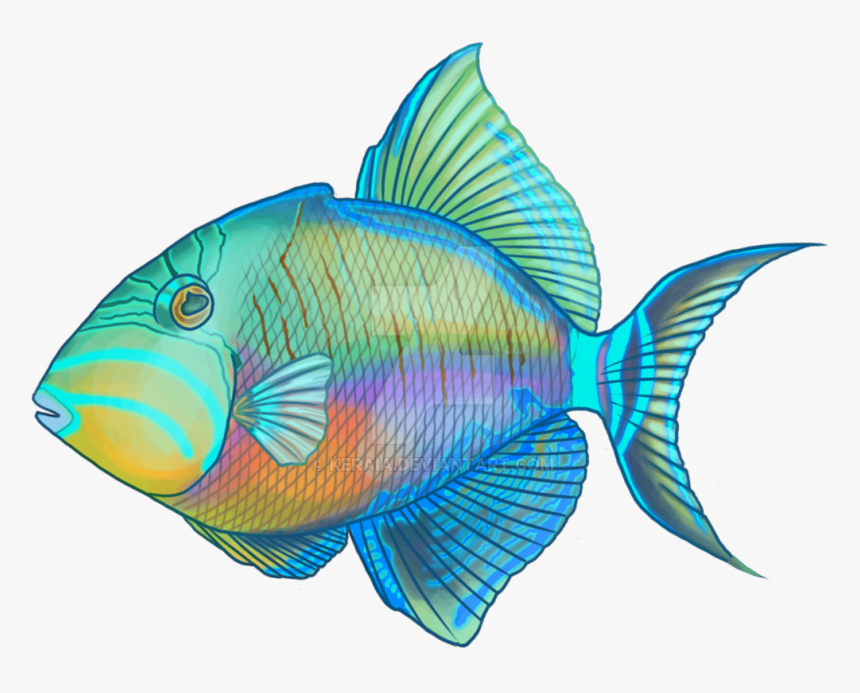 Bluegill Drawing Trigger Fish Banner Transparent Library - Coral Reef Fish, HD Png Download, Free Download