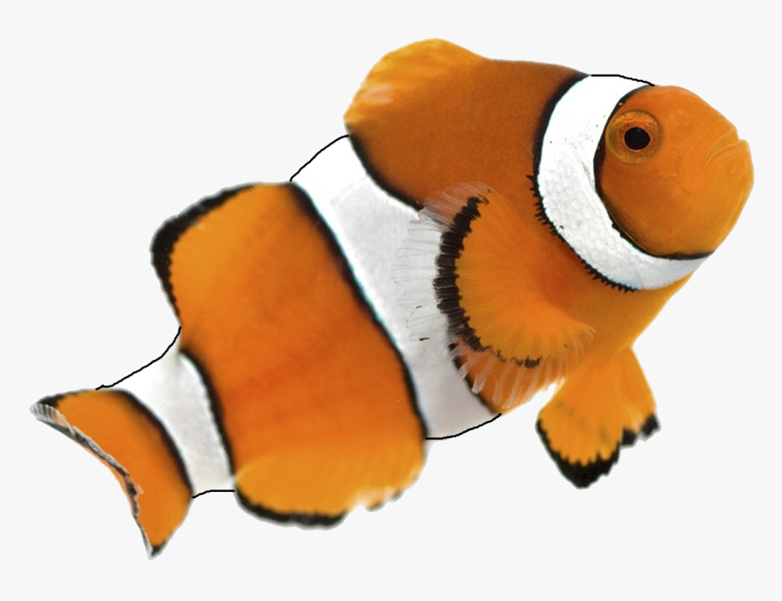 Clown Fish White Background, HD Png Download - kindpng