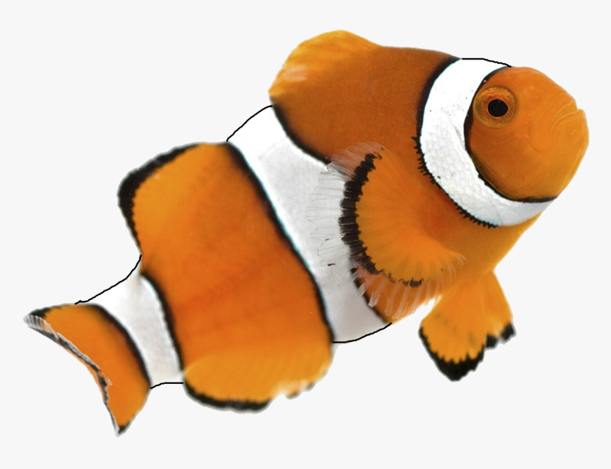 Clown Fish White Background, HD Png Download, Free Download