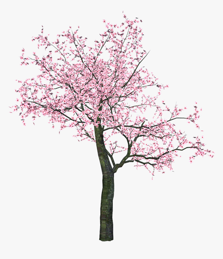 #trees #tree #cherryblossoms #blossoms #pink #nature - Tree Sakura Png, Transparent Png, Free Download