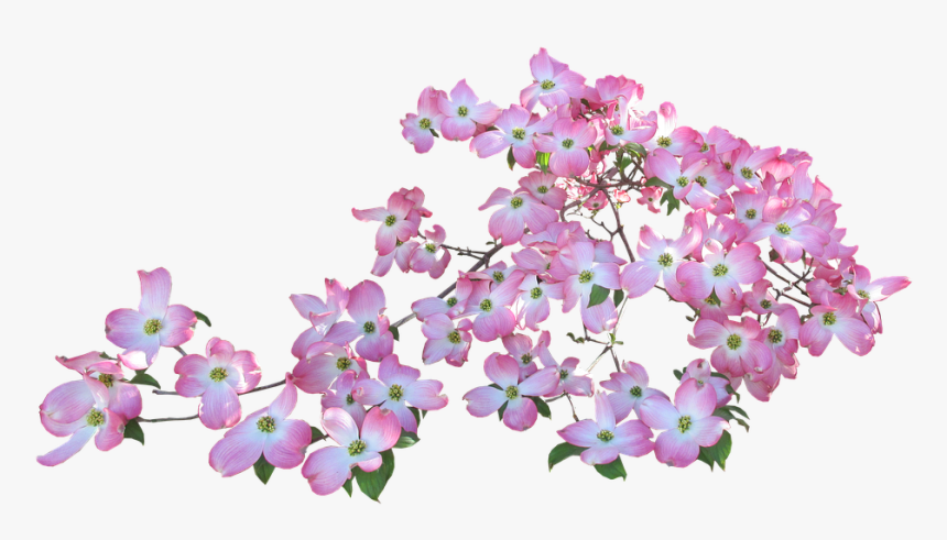 Blossom, Pink, Dogwood, Tree - Dogwood Blossom Png, Transparent Png, Free Download
