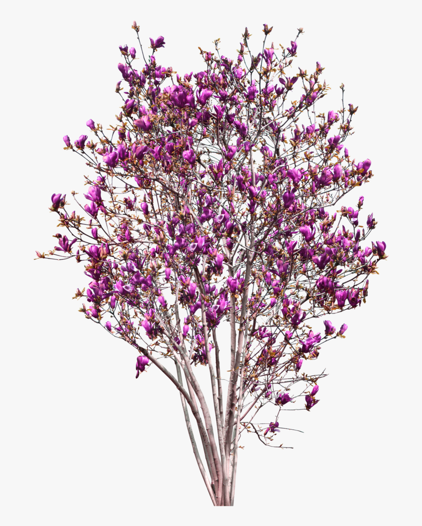 Magnolia Tree Png - Magnolia Tree Cut Out, Transparent Png, Free Download