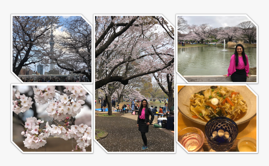 Transparent Cherry Blossom Petals Falling Png - Cherry Blossom, Png Download, Free Download