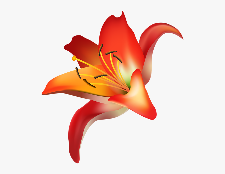 Red Flower Png Clip Art Transparent Image - Orange Lily, Png Download, Free Download
