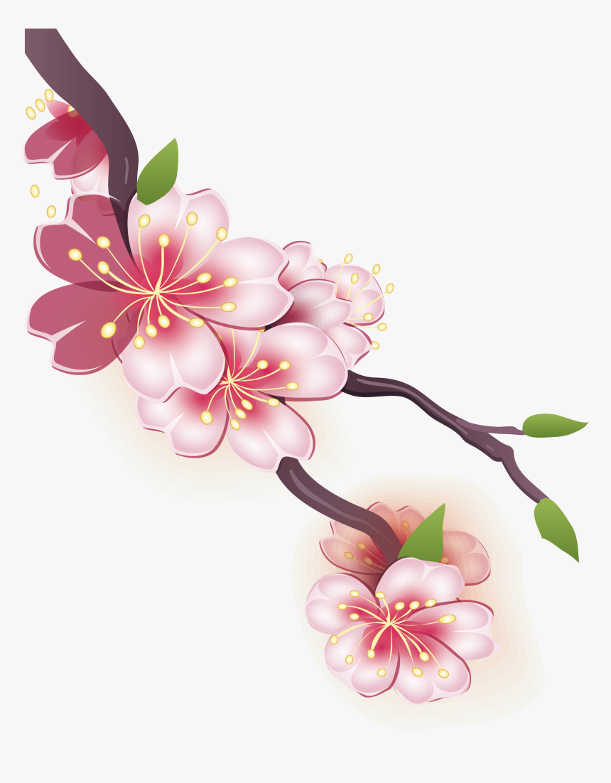 Blossom Drawing Mango - Cherry Blossom Picture Cartoon, HD Png Download, Free Download