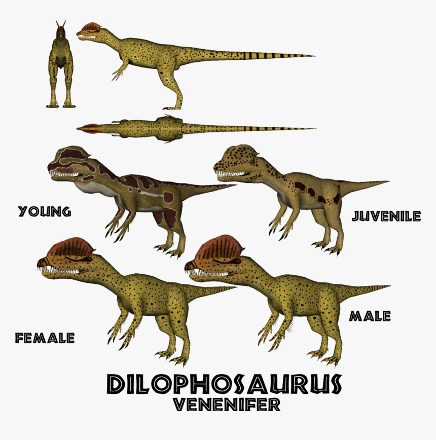 Dilophosaurus Male And Female, HD Png Download, Free Download