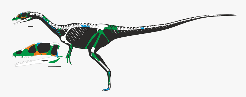 Dracoraptor, HD Png Download, Free Download