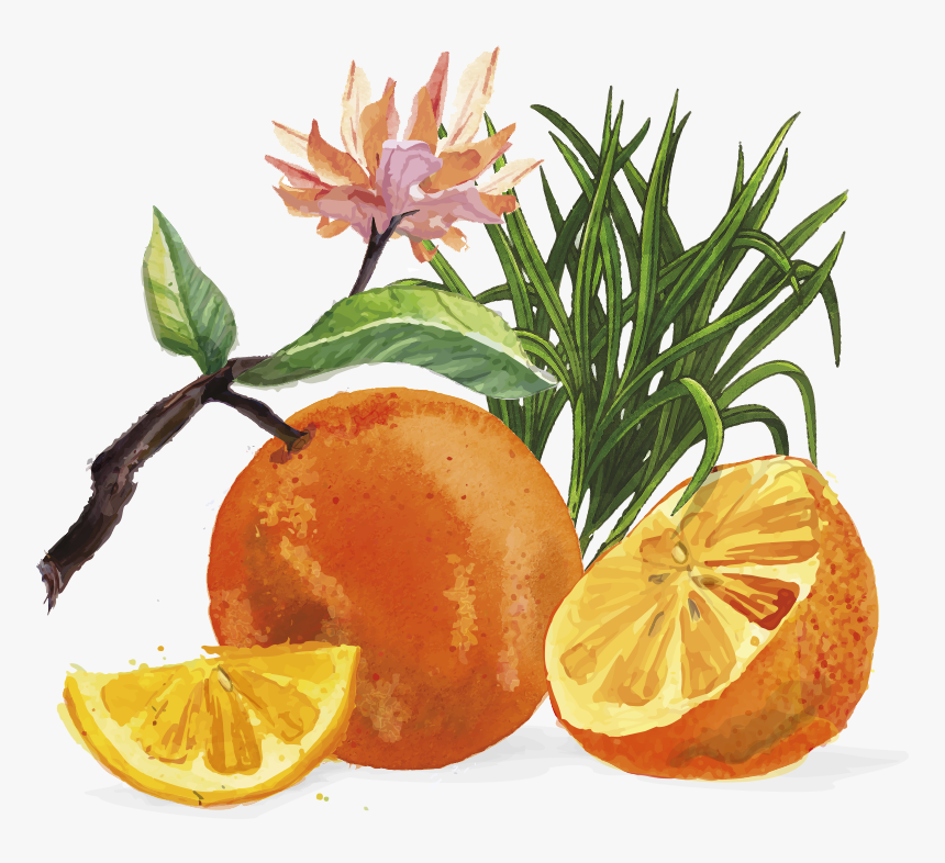 Tangerines And Lemongrass - Juice With Lemongrass, HD Png Download, Free Download