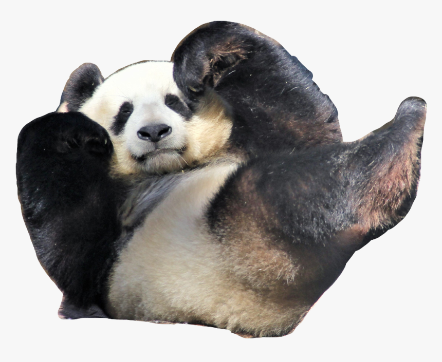 Hello My Name Is Panda - Giant Panda, HD Png Download, Free Download