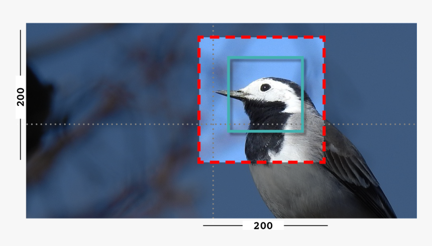 Example Of Fill And Closeness Filter On An Image With - Woodpecker, HD Png Download, Free Download