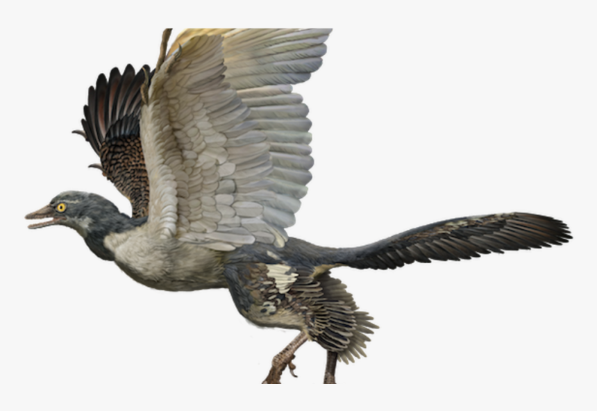Birds Are Dinosaurs, HD Png Download, Free Download