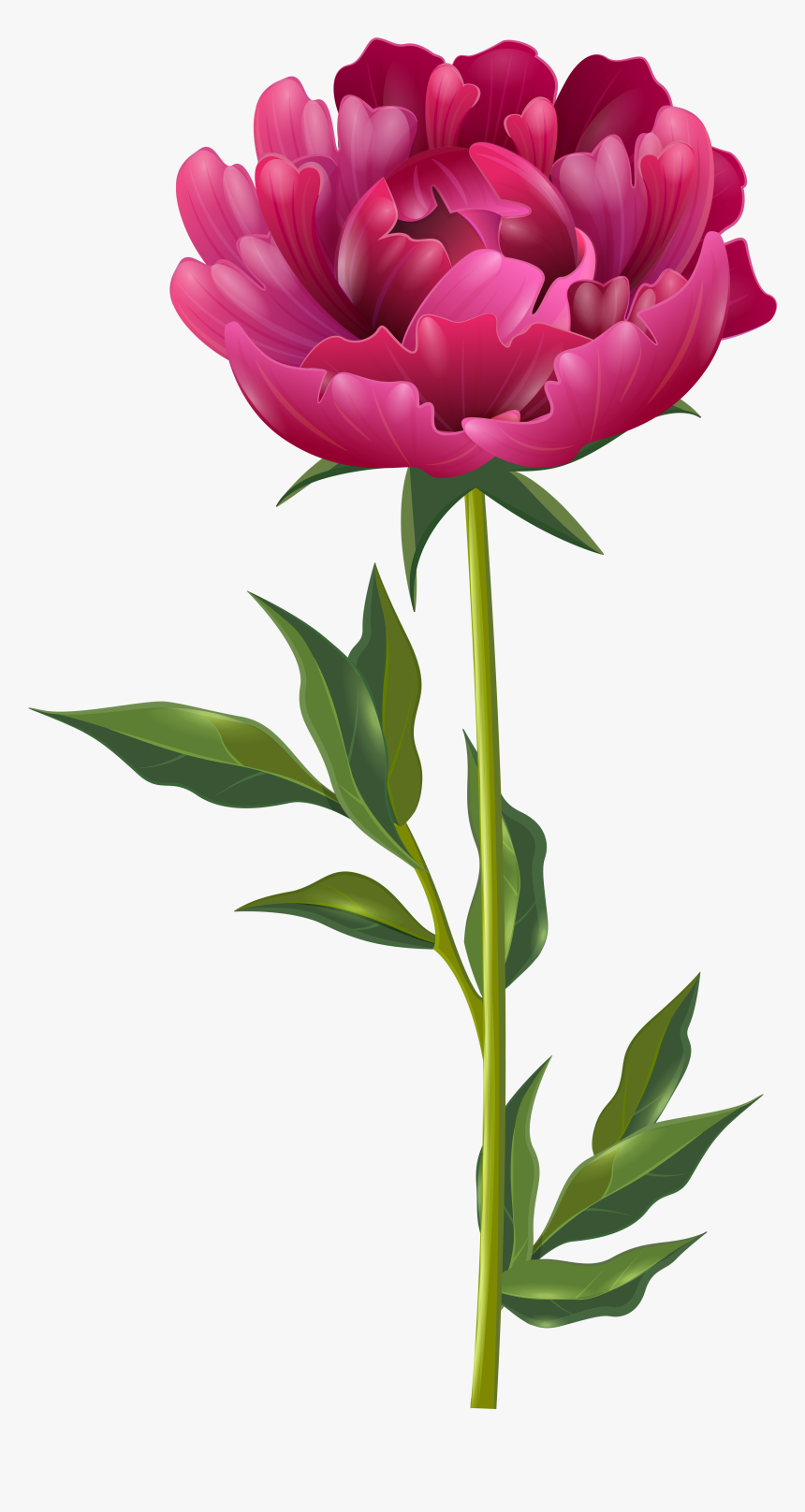 Pink Peony Png Clip Art Imageu200b Gallery Yopriceville - Peony Flower Clipart Png, Transparent Png, Free Download