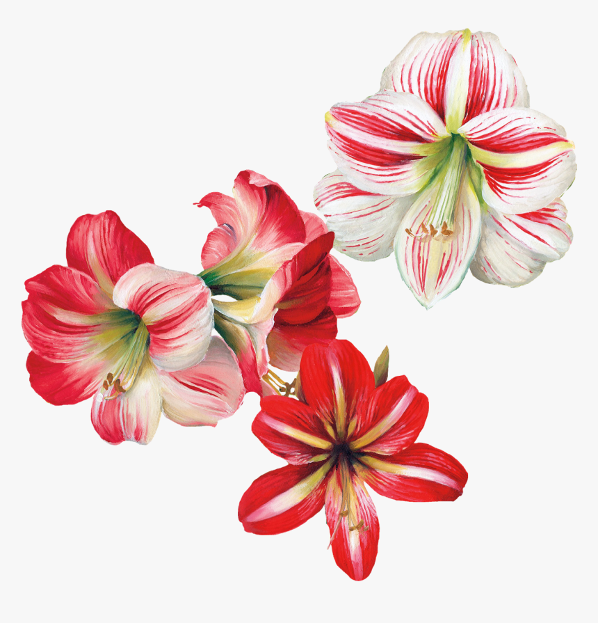 Flower Painting Transparent, HD Png Download, Free Download