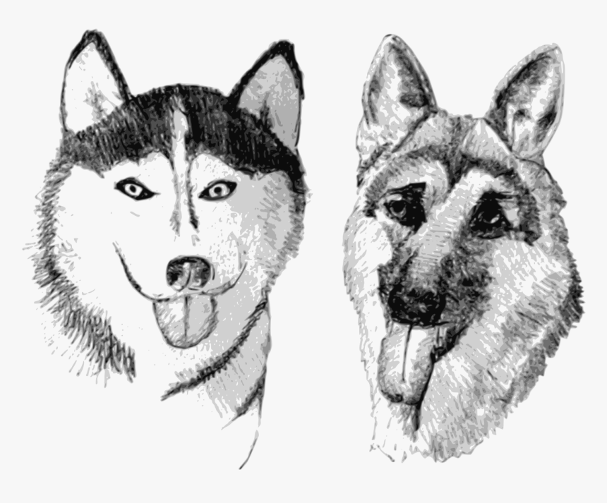Husky And German Shepherd Drawing, HD Png Download, Free Download