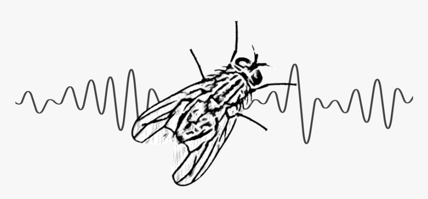 Uttarakhand Sound Of House Fly - Net-winged Insects, HD Png Download, Free Download