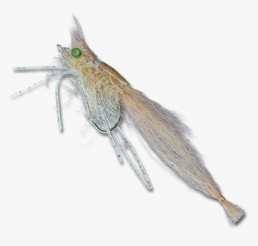 Supreme Hair Shrimp - Net-winged Insects, HD Png Download, Free Download