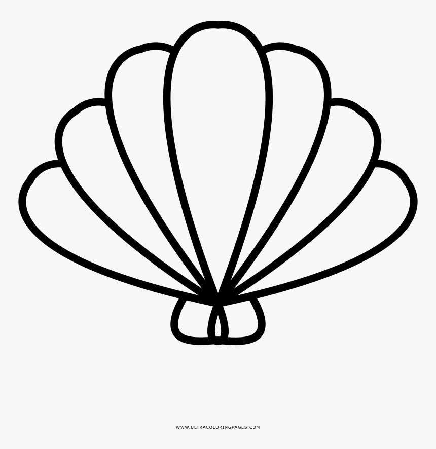 Clip Art Do Mar Para Colorir - Drawing Seashell, HD Png Download, Free Download