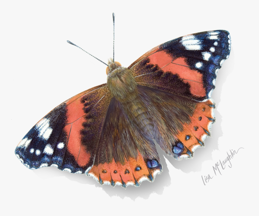 Watercolor Butterfly Red Admiral, HD Png Download, Free Download