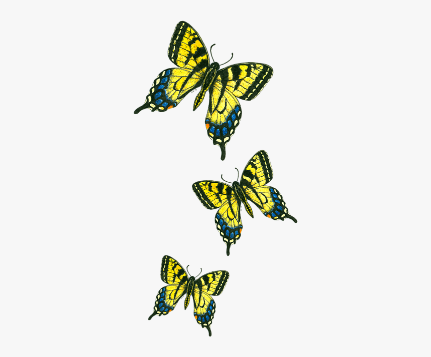 Papilio Machaon, HD Png Download, Free Download