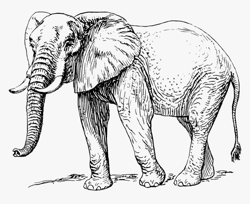 Elephant Black And White, HD Png Download, Free Download