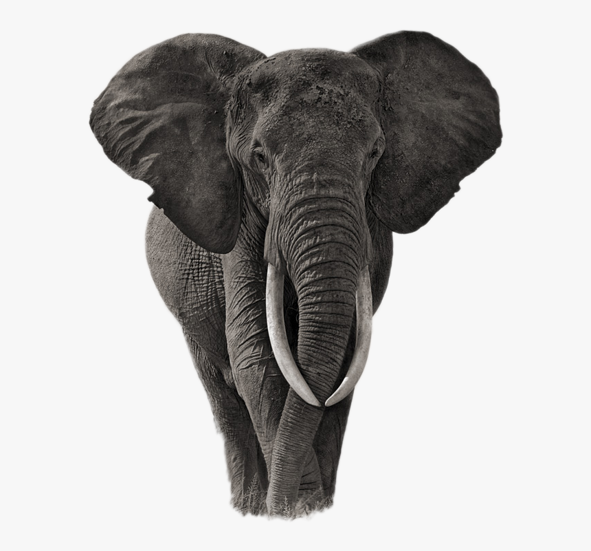 Elephant Png Image - Am An African Speech, Transparent Png, Free Download