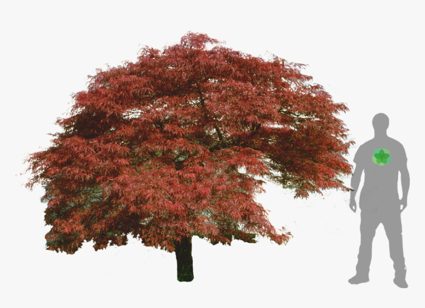 Acer Palmatum Png, Transparent Png, Free Download