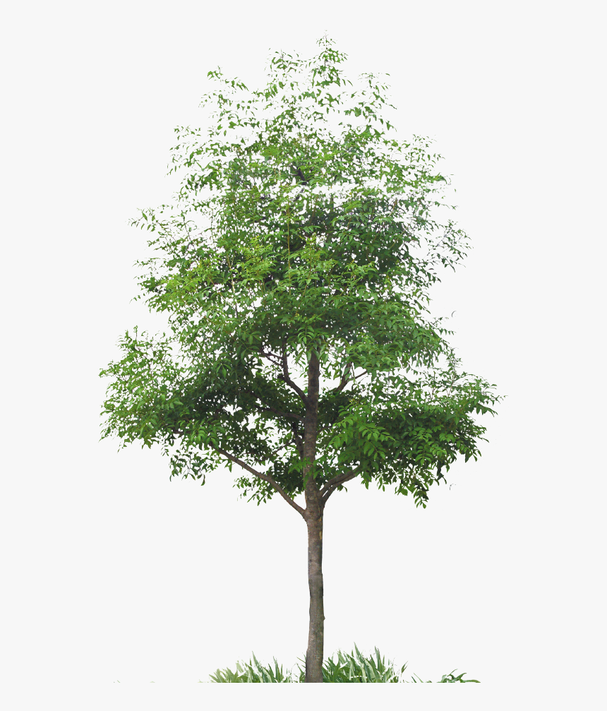 Arbre Détouré, HD Png Download, Free Download