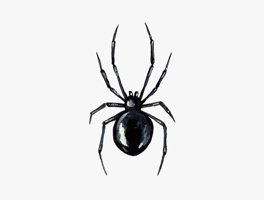 Araneus Cavaticus, HD Png Download, Free Download