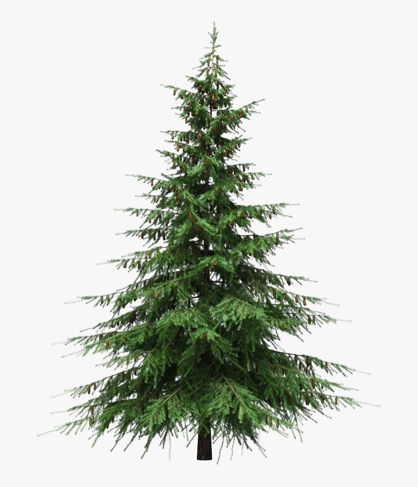 Christmas Pine Tree Png Photos - Christmas Tree Without Decorations, Transparent Png, Free Download