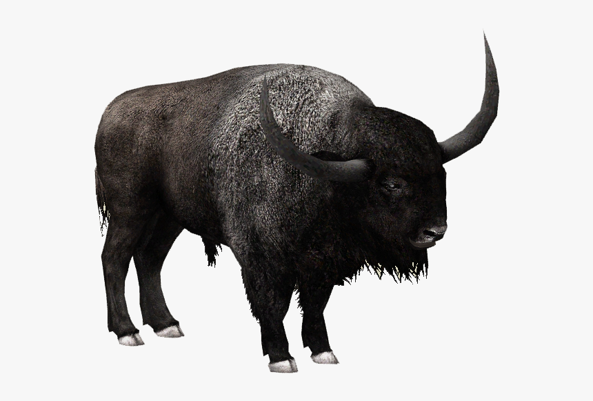 Clip Art Bison Png - Bison Vs Buffalo Vs Cow, Transparent Png, Free Download