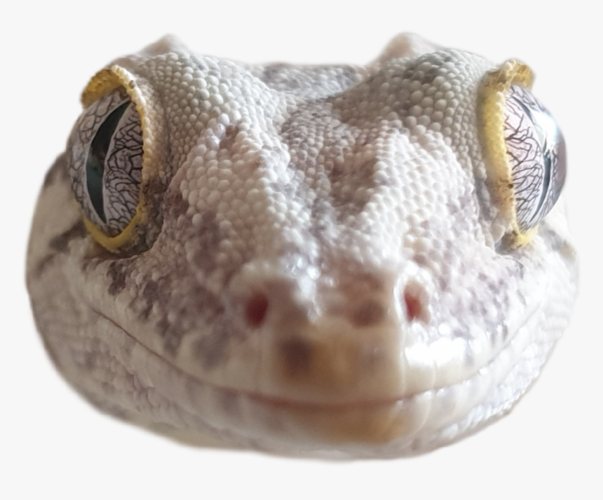 #gecko #gargoyle #cute #reptile #lizard - Gecko, HD Png Download, Free Download